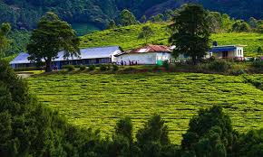 Kerala Wellness, Wildlife & Wonders